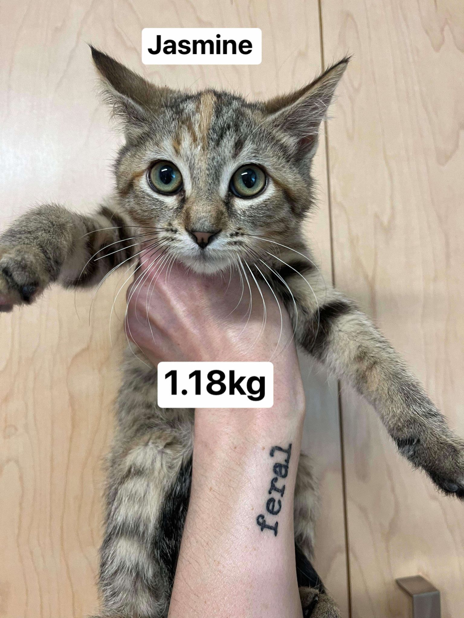 Cat for adoption Jasmine, a Domestic Short Hair in Chilliwack, BC