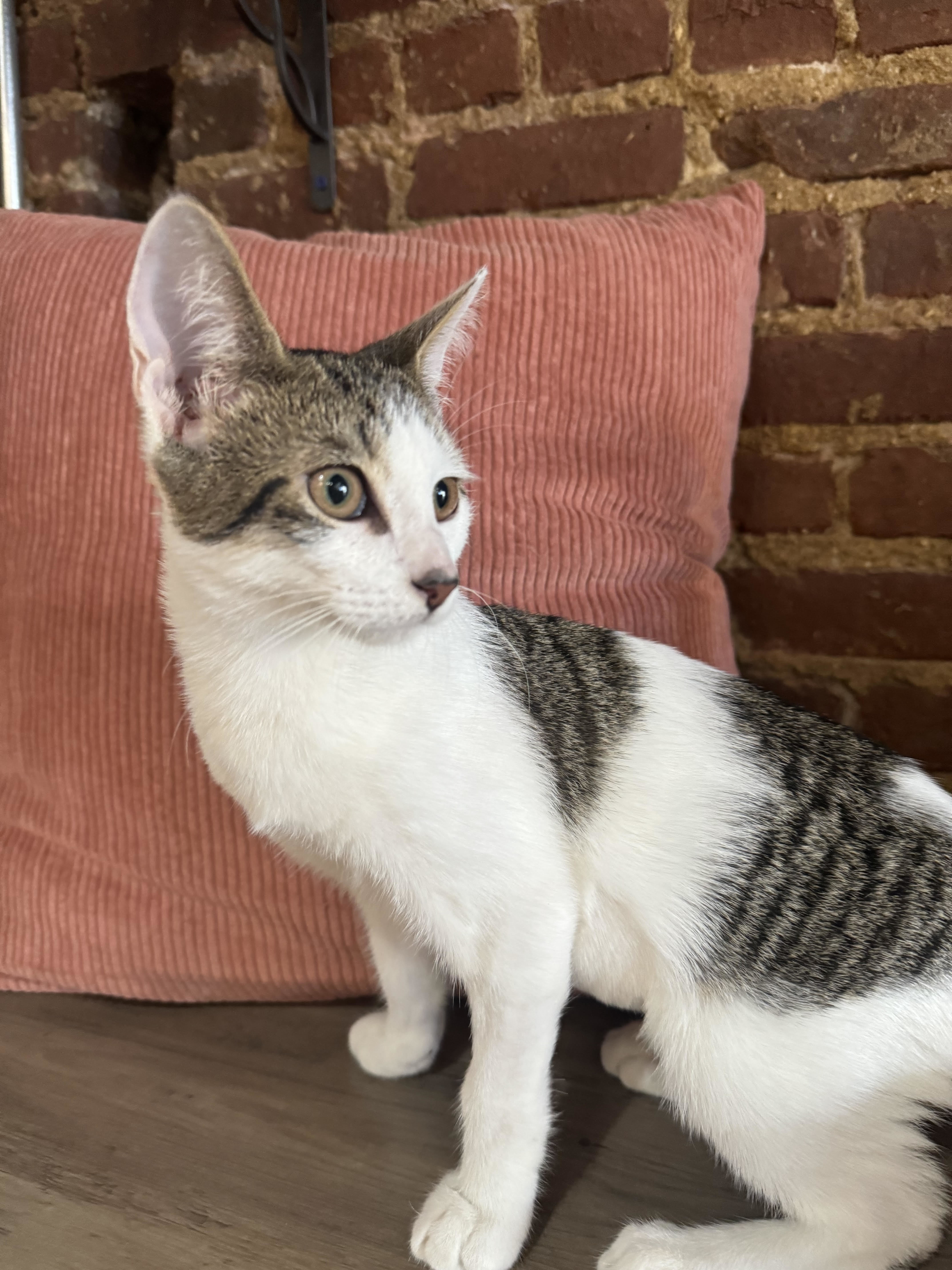 Kit