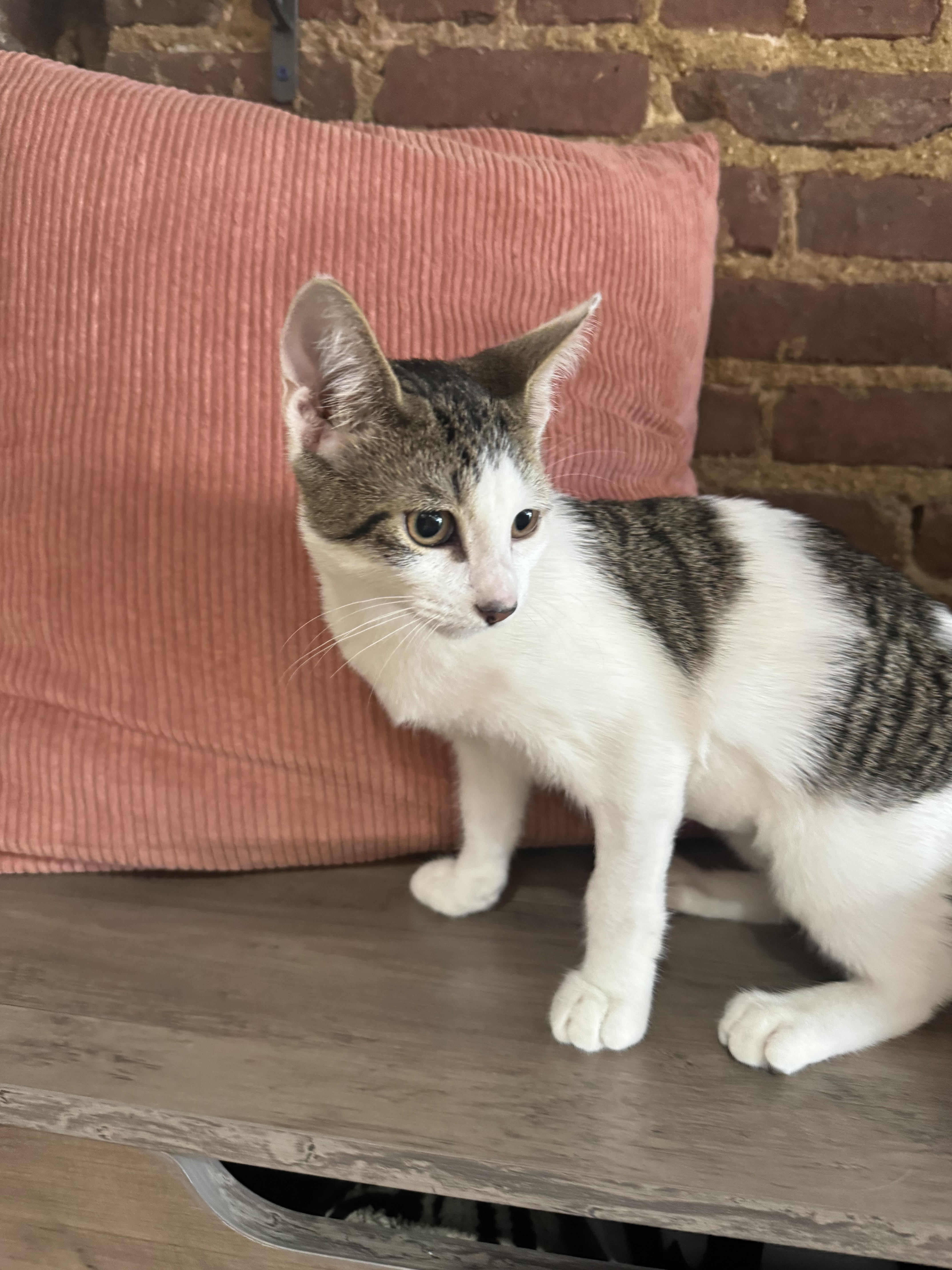 Kit