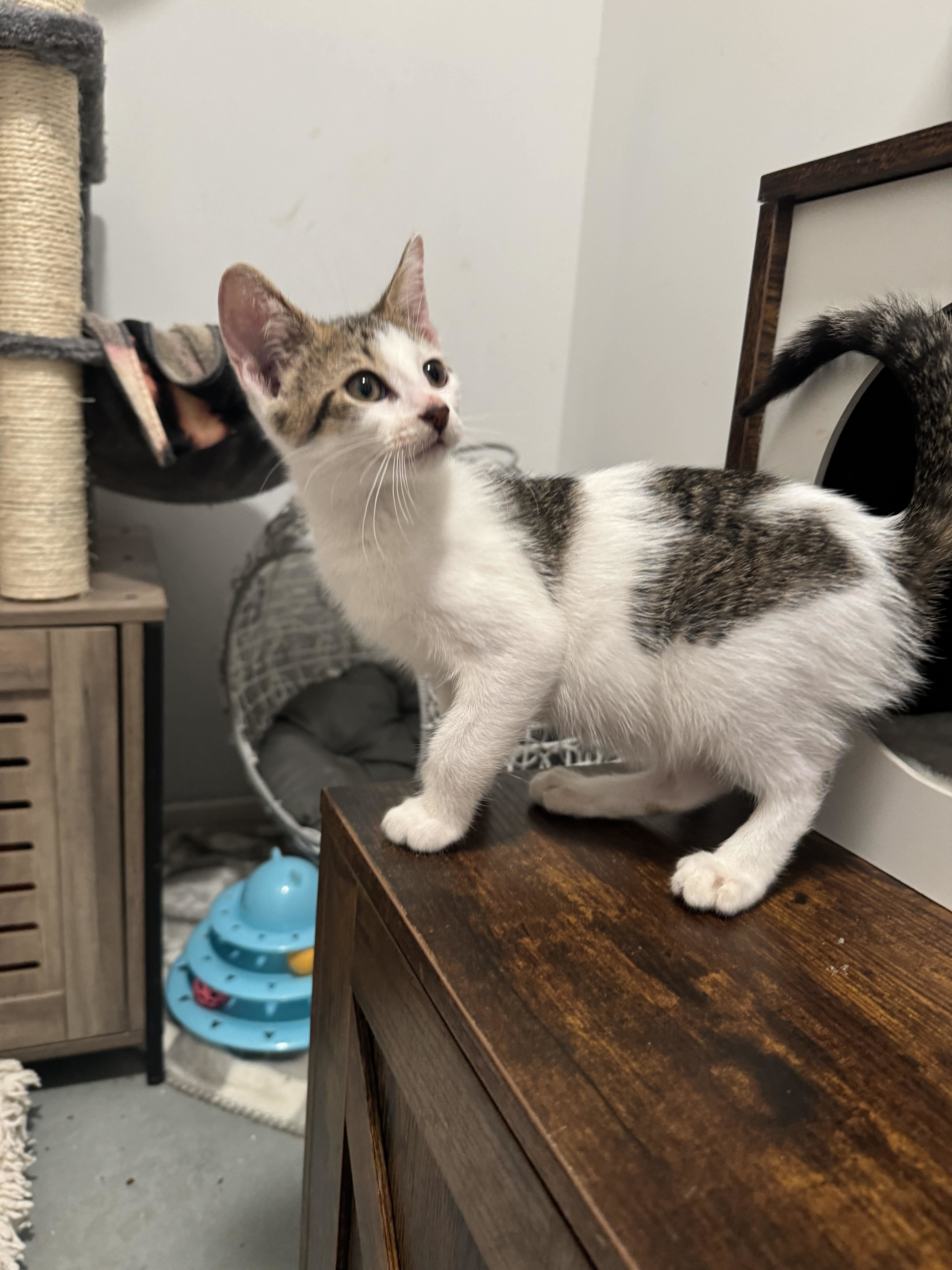 Kit