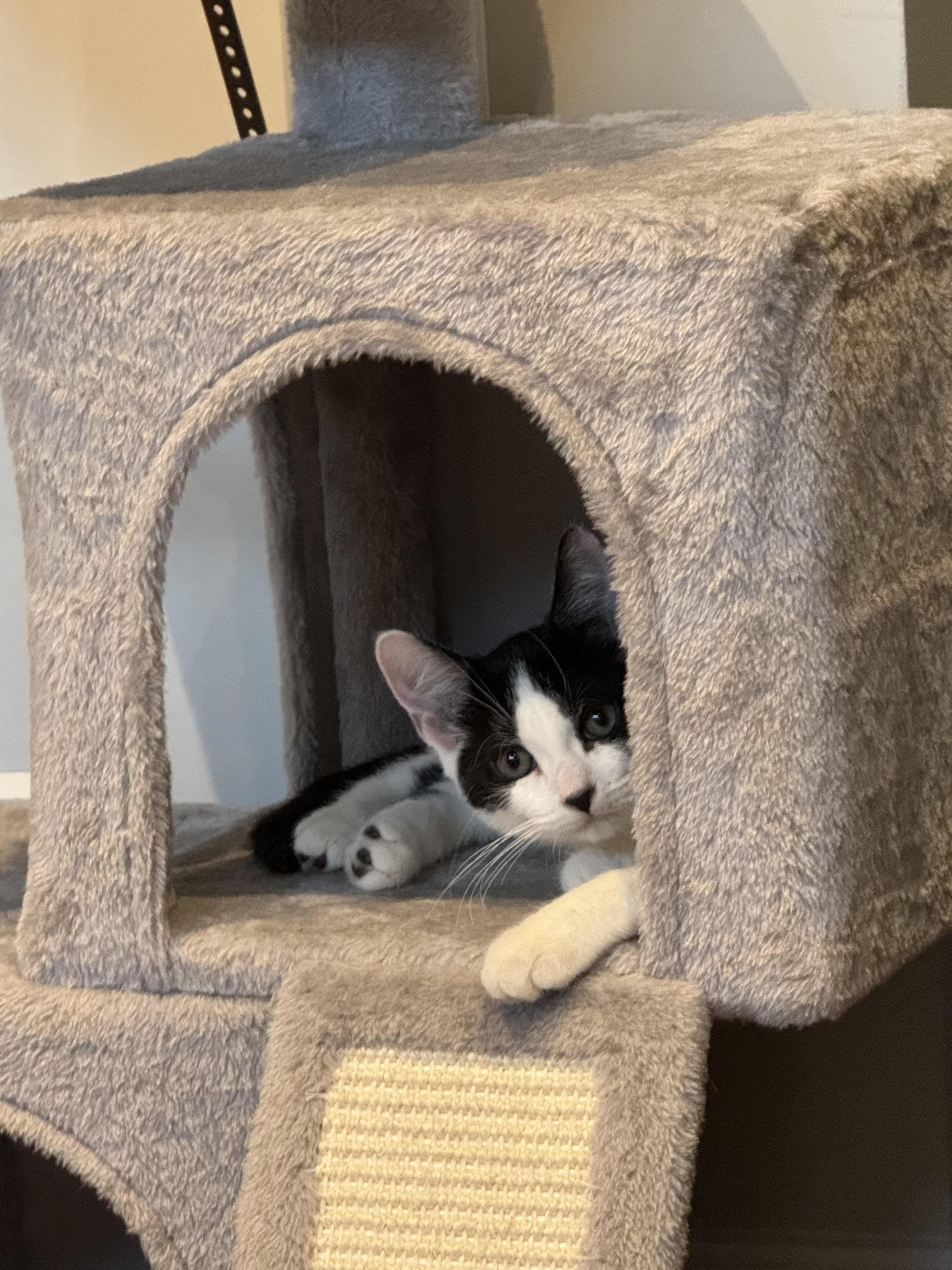 Oreo