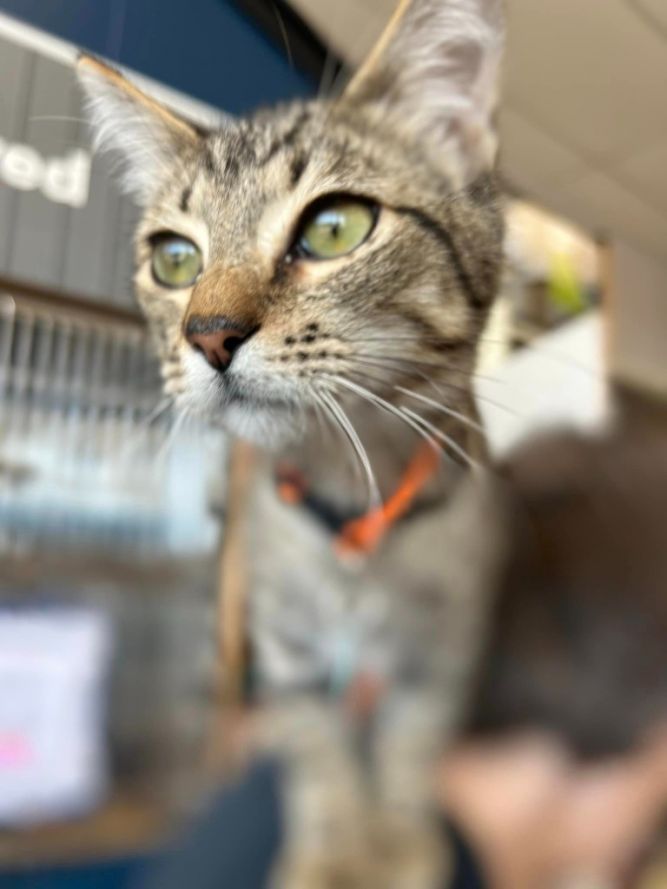 Cat for adoption Herringbone (Drain Pipe 2), a Domestic Short Hair