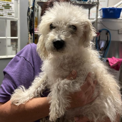 Anna, an adoptable Bichon Frise in Bismarck, ND, 58507 | Photo Image 1