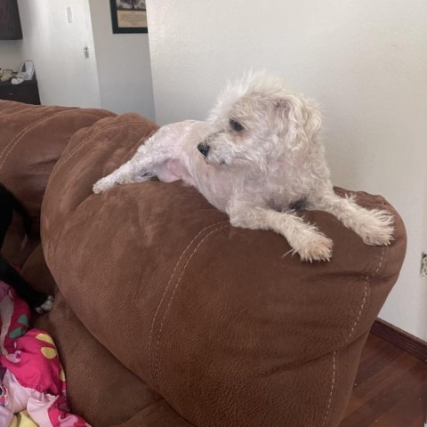 Anna, an adoptable Bichon Frise in Bismarck, ND, 58507 | Photo Image 3