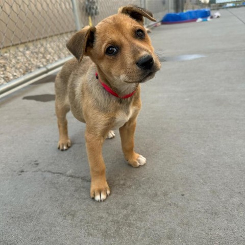 Nala, an adoptable Mixed Breed in Bismarck, ND, 58507 | Photo Image 1