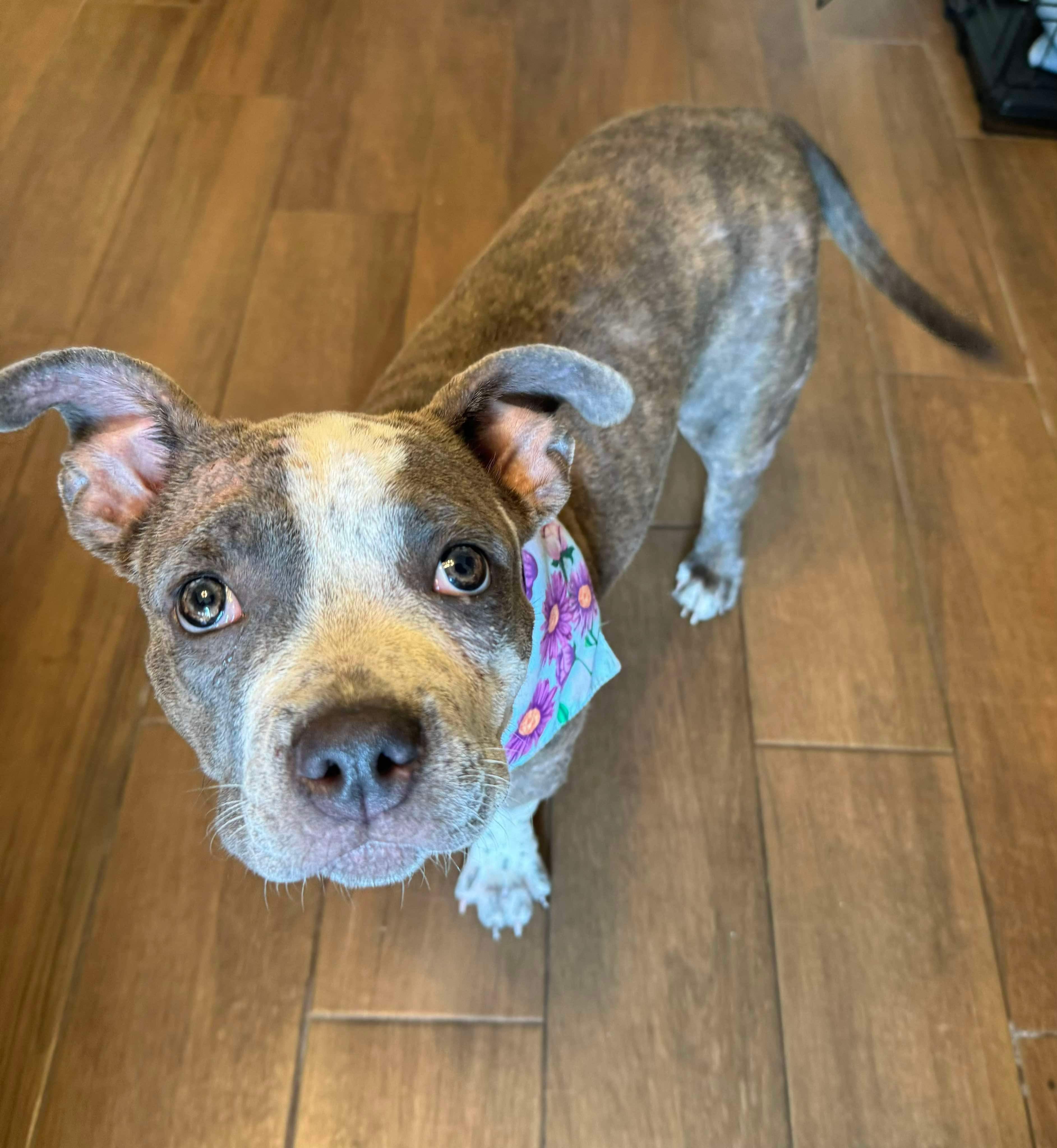 Dog for adoption Cider, an American Staffordshire Terrier Mix in