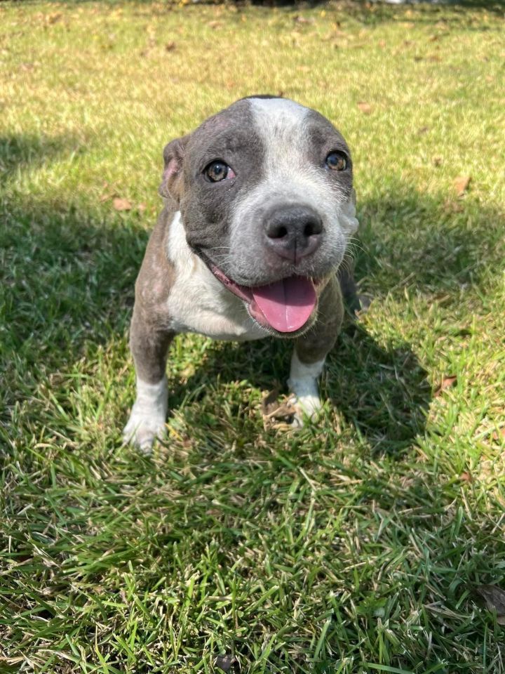 Dog for adoption Cider, an American Staffordshire Terrier Mix in