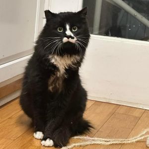 Taco, Adult Male Domestic Long Hair