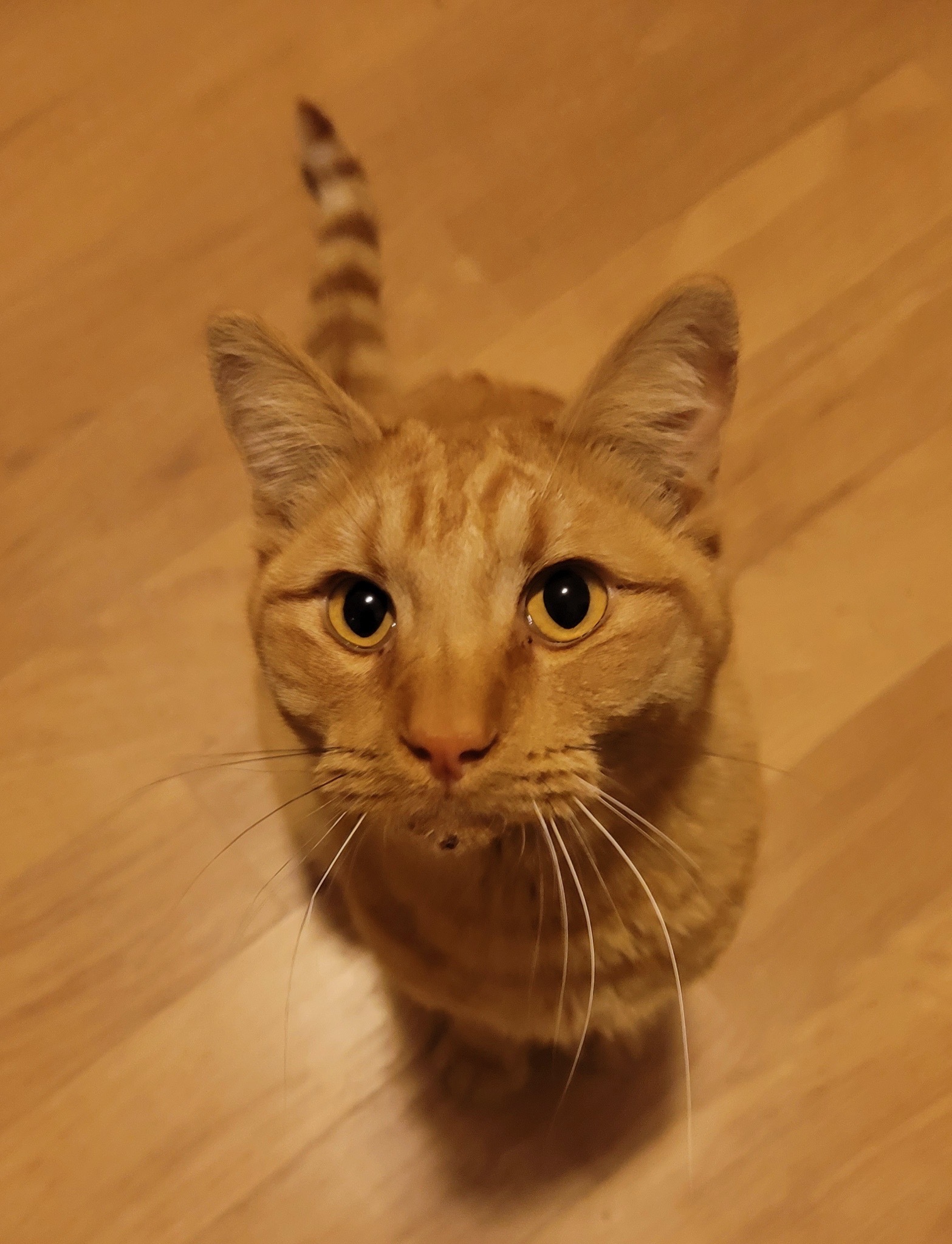 Milton, an adoptable Domestic Short Hair in Pocatello, ID, 83201 | Photo Image 1