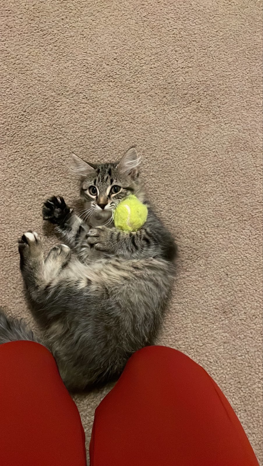 Ashen, an adoptable Domestic Long Hair in Pocatello, ID, 83201 | Photo Image 2