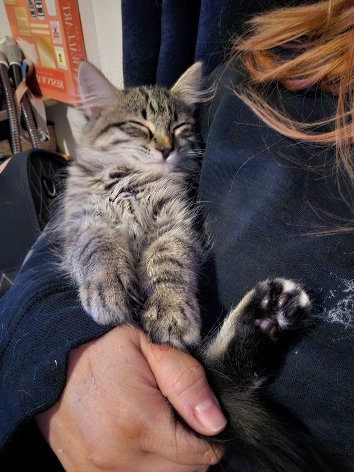 Ashen, an adoptable Domestic Long Hair in Pocatello, ID, 83201 | Photo Image 6