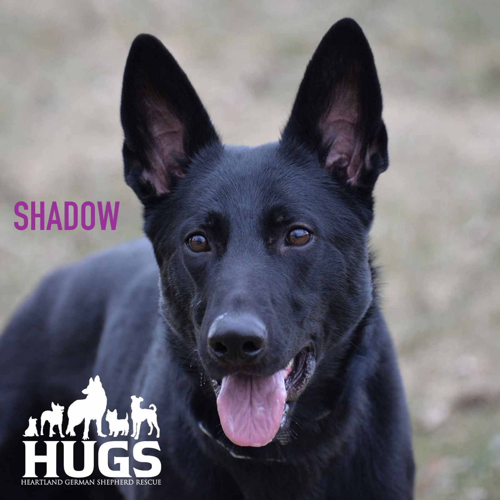 Shadow, an adoptable German Shepherd Dog in Gretna, NE, 68028 | Photo Image 1