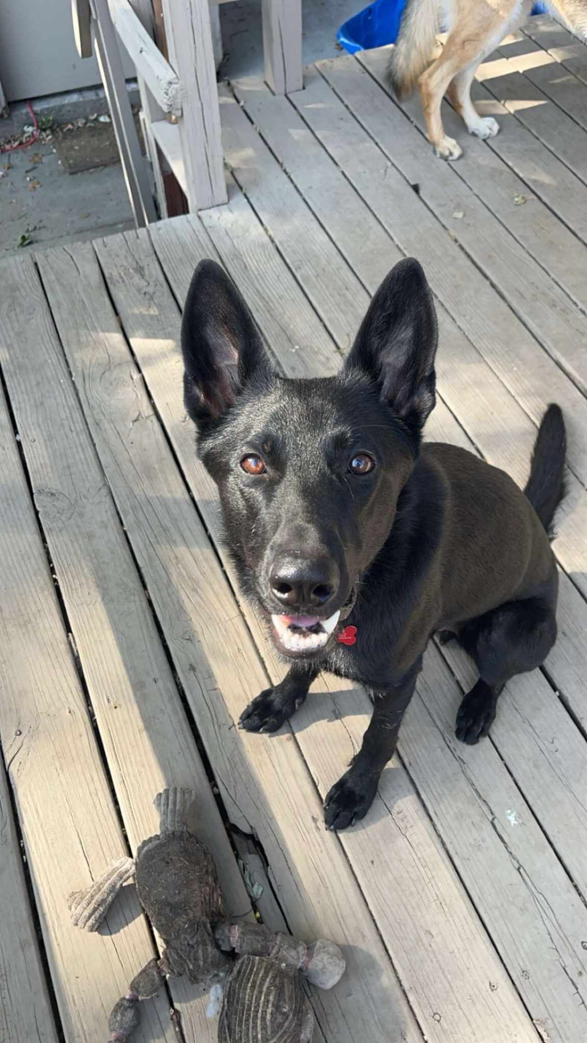 Shadow, an adoptable German Shepherd Dog in Gretna, NE, 68028 | Photo Image 2