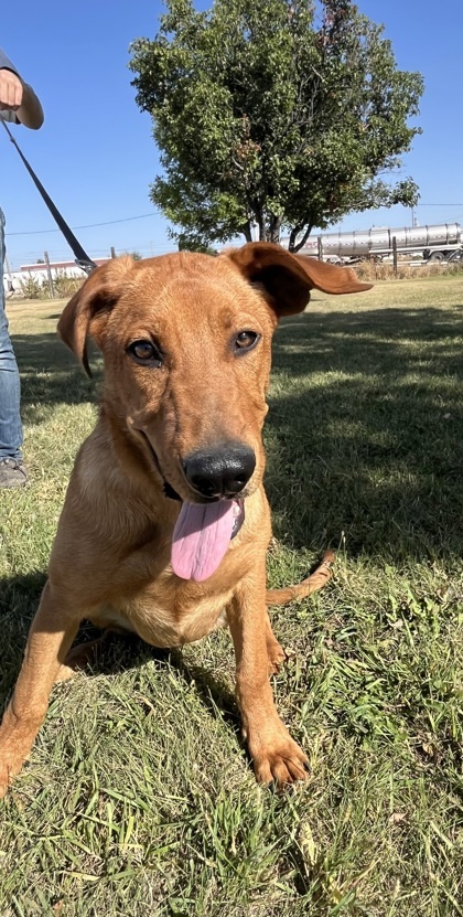 Jetta, an adoptable German Shepherd Dog, Belgian Shepherd / Malinois in McCook, NE, 69001 | Photo Image 1