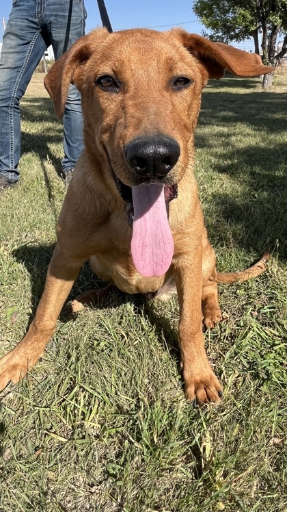 Jetta, an adoptable German Shepherd Dog, Belgian Shepherd / Malinois in McCook, NE, 69001 | Photo Image 2