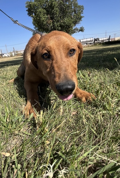 Jetta, an adoptable German Shepherd Dog, Belgian Shepherd / Malinois in McCook, NE, 69001 | Photo Image 3