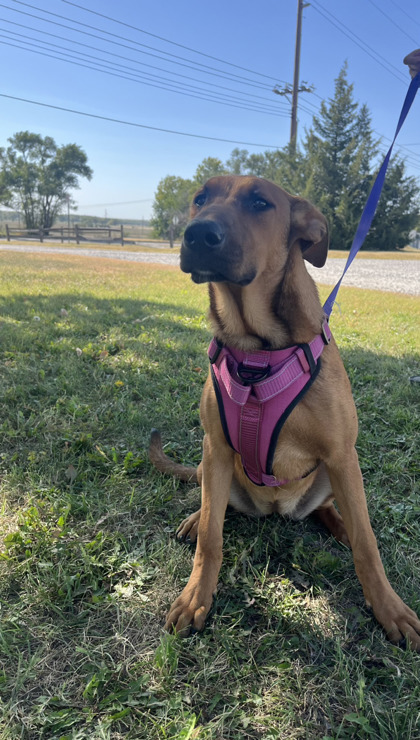 Judith, an adoptable German Shepherd Dog, Mixed Breed in McCook, NE, 69001 | Photo Image 1