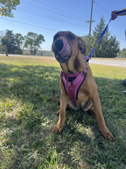 Judith, an adoptable German Shepherd Dog, Mixed Breed in McCook, NE, 69001 | Photo Image 2