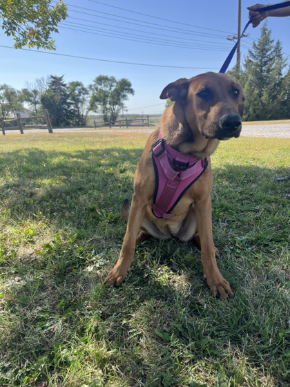 Judith, an adoptable German Shepherd Dog, Mixed Breed in McCook, NE, 69001 | Photo Image 3