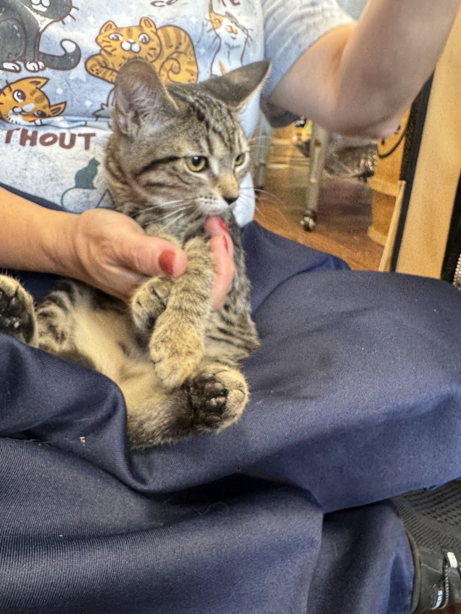 Cat for adoption Manilow, a Domestic Short Hair in Prosper, TX