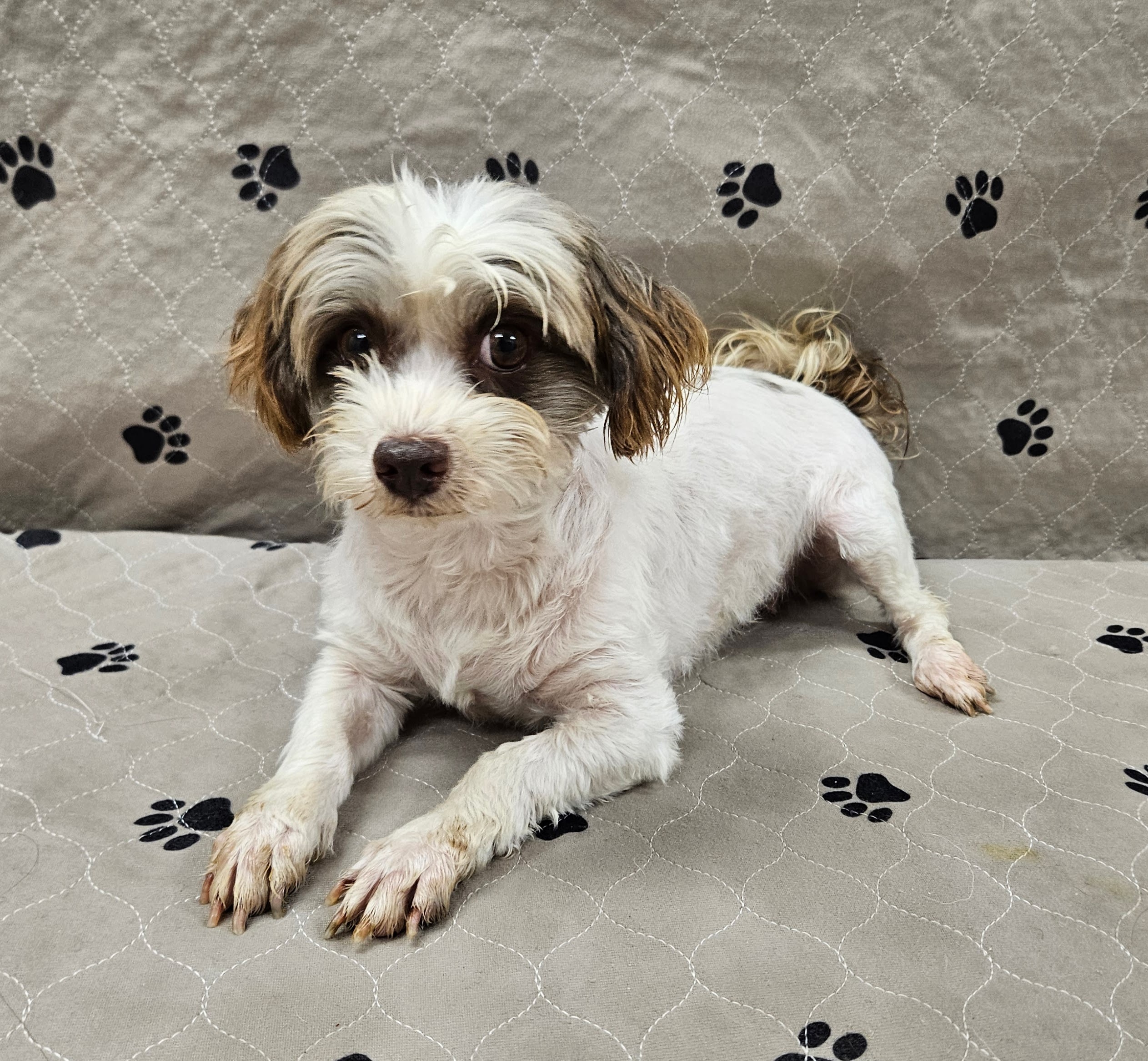 Wanda, an adoptable Havanese in Malvern, PA, 19355 | Photo Image 1