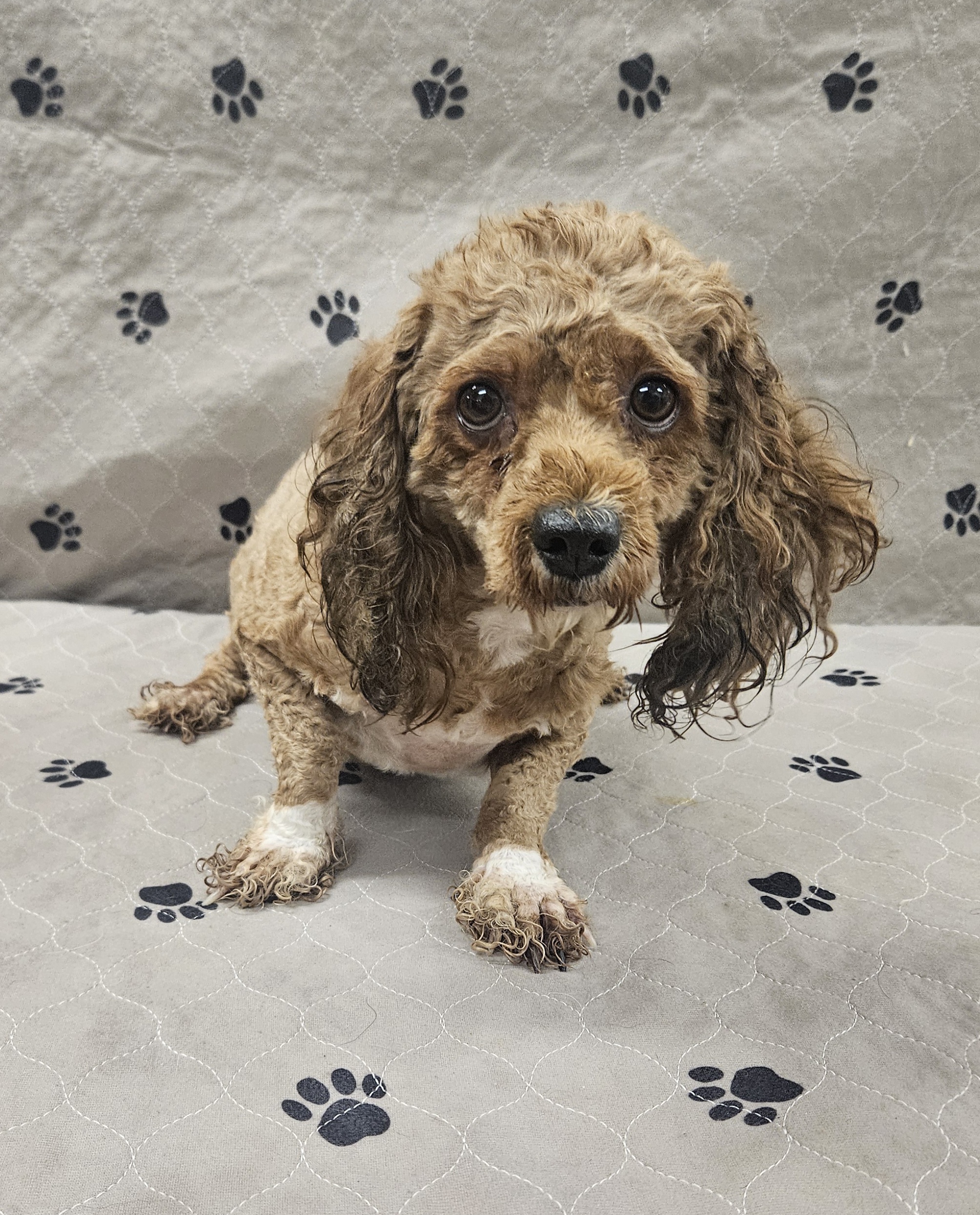 Wrynn, an adoptable Havanese, Poodle in Malvern, PA, 19355 | Photo Image 1