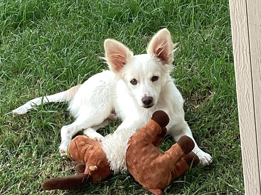 Cooper, an adoptable Papillon, Chihuahua in Coachella, CA, 92236 | Photo Image 1