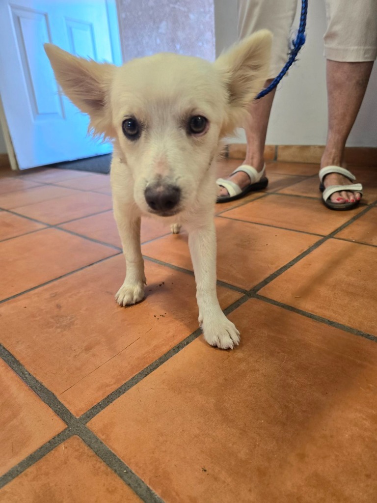 Cooper, an adoptable Papillon, Chihuahua in Coachella, CA, 92236 | Photo Image 2