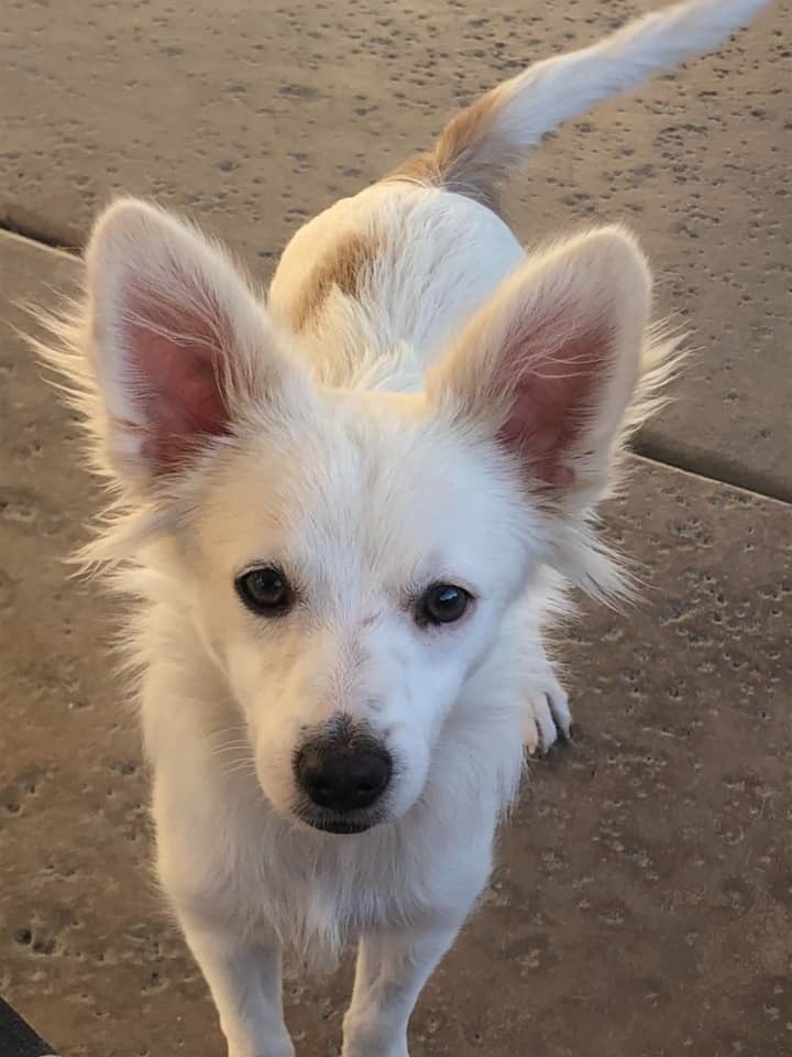 Cooper, an adoptable Papillon, Chihuahua in Coachella, CA, 92236 | Photo Image 3