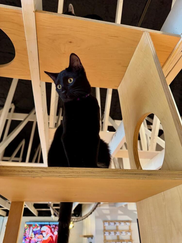 Cat for adoption Hercules, a Domestic Short Hair Mix in Dallas, TX