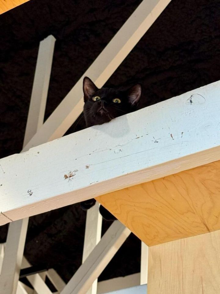 Cat for adoption Hercules, a Domestic Short Hair Mix in Dallas, TX