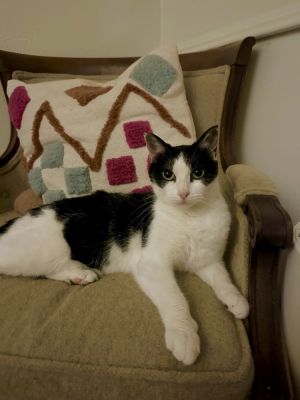 Yoshimi, Adult Female unknown