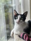 Yoshimi photo 2