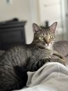 Simba Lloyd photo 1
