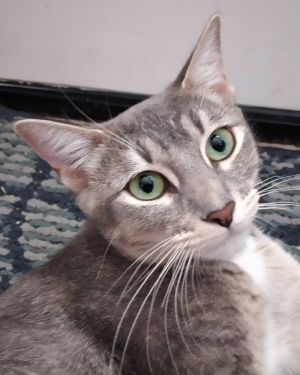 Courage, Young Female Domestic Short Hair