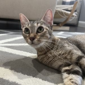 Rika, Young Female Tabby