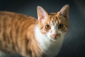 Owen, Young Male Domestic Short Hair