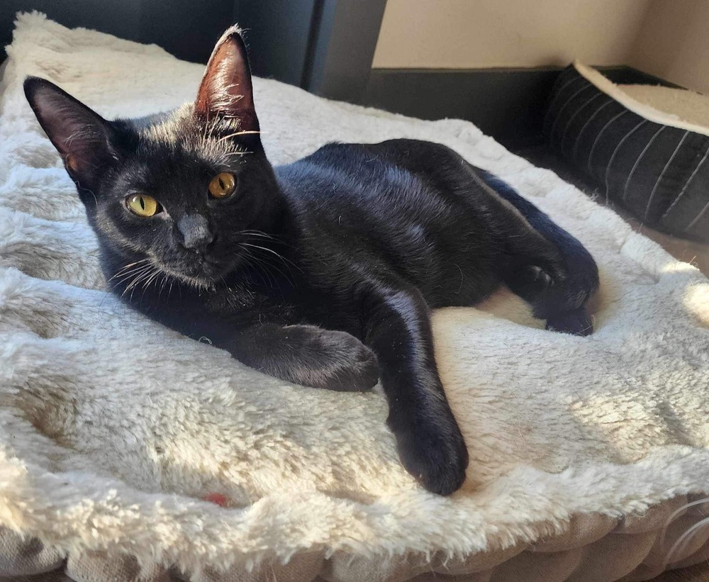 Cat for adoption Stormi Boyd, a Domestic Short Hair Mix in Dallas, TX