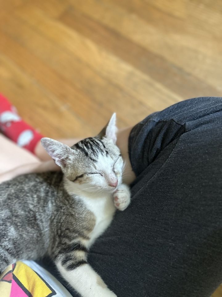 Cat for adoption Charles, a Domestic Short Hair & Tabby Mix in Dallas, TX Petfinder