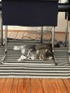 Griffin photo 3