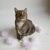 CatMan photo 1