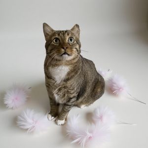 CatMan, Adult Male unknown