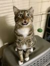 CatMan photo 3