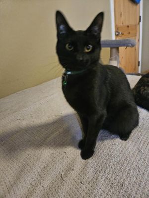 Wyatt, Baby Male Domestic Short Hair