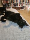Wyatt photo 4