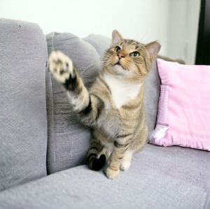Kitty Man, Adult Male unknown