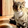 Kitty Man photo 3