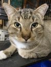 Kitty Man photo 4