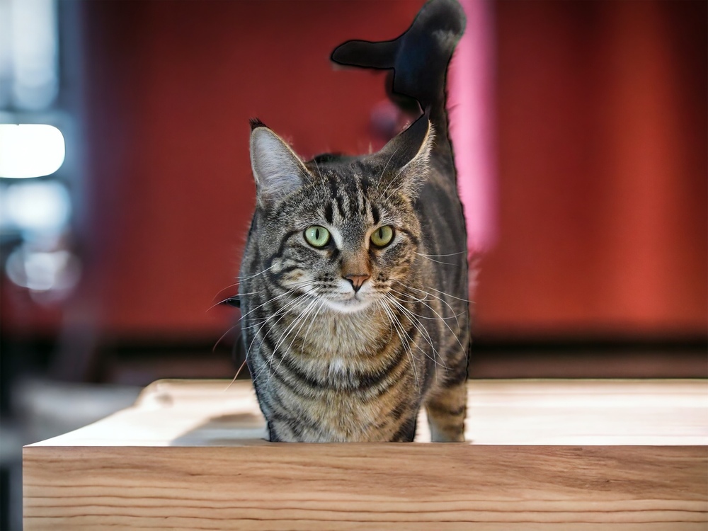 Cat for adoption Tiger_Naimo, a Tabby & Domestic Short Hair Mix in