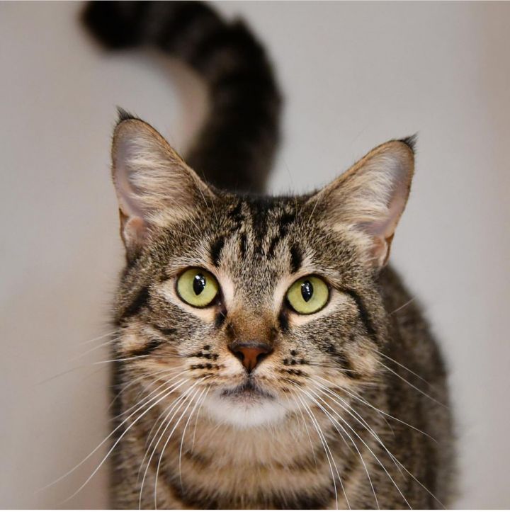 Cat for adoption Tiger_Naimo, a Tabby & Domestic Short Hair Mix in